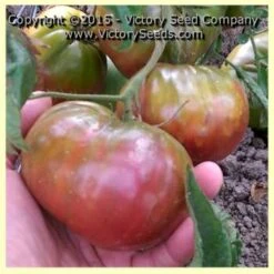 Brandywine, True Black - Tomato
