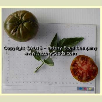 Brandywine, True Black - Tomato - Image 3