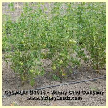 Brandywine, True Black - Tomato - Image 2