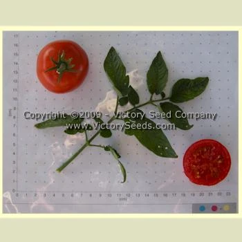 Uralskiy Ranniy Tomato - Image 4