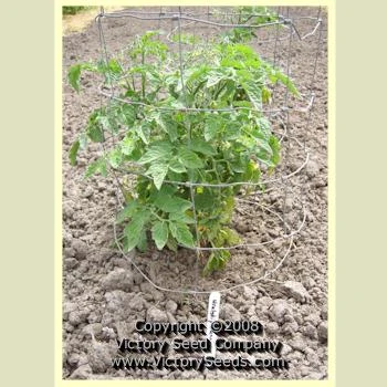 Uralskiy Ranniy Tomato - Image 3