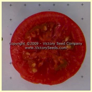 Uralskiy Ranniy Tomato - Image 2