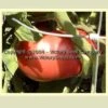 Valena Pink Tomato