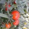 Velvet Red Tomato