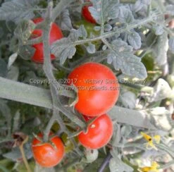 Velvet Red Tomato