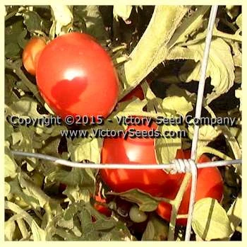Victory Tomato