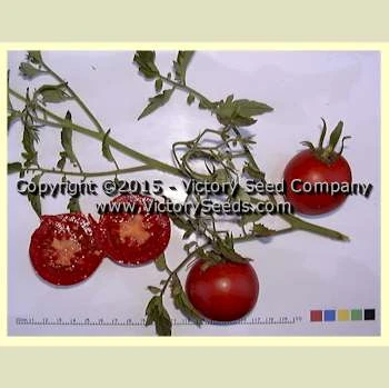 Victory Tomato - Image 2