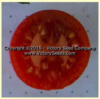 Victory Tomato - Image 3