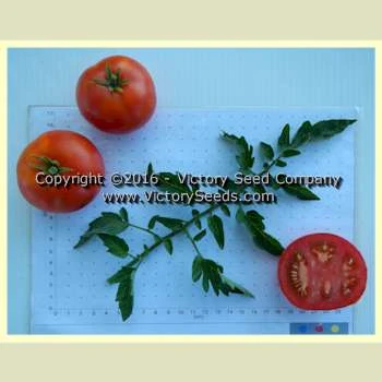 VR Earliest Of All Tomato - Image 2