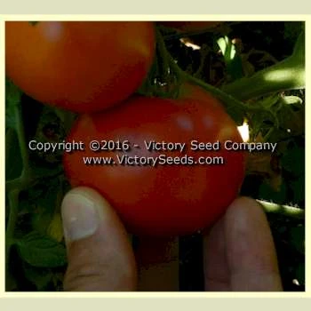 VR Earliest Of All Tomato - Image 5