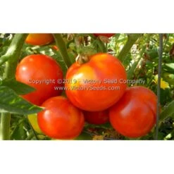 Vulcan Tomato