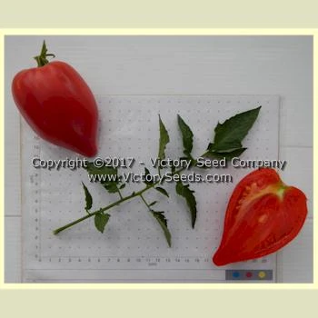 Cancelmo Family Heirloom Tomato - Image 11