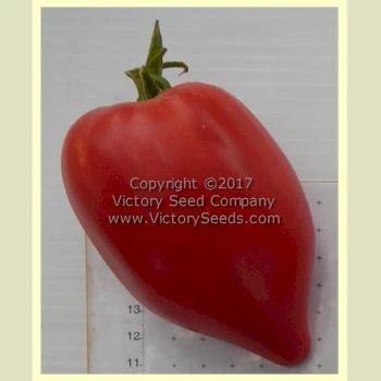 Cancelmo Family Heirloom Tomato - Image 5