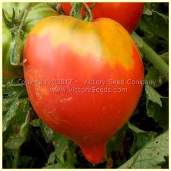 Cancelmo Family Heirloom Tomato - Image 9