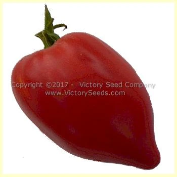 Cancelmo Family Heirloom Tomato - Image 10