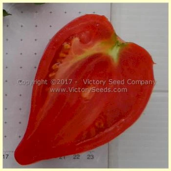 Cancelmo Family Heirloom Tomato - Image 8