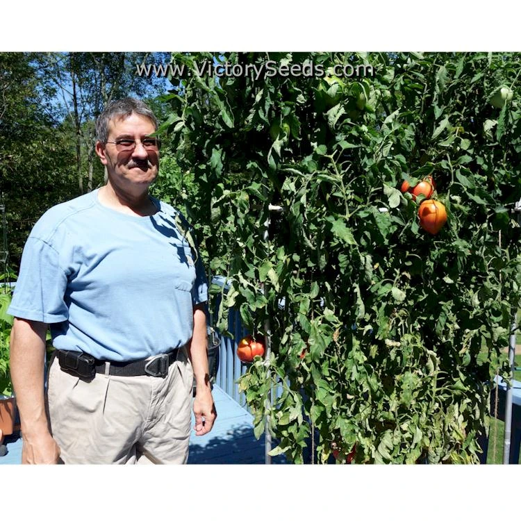 Cancelmo Family Heirloom Tomato - Image 12