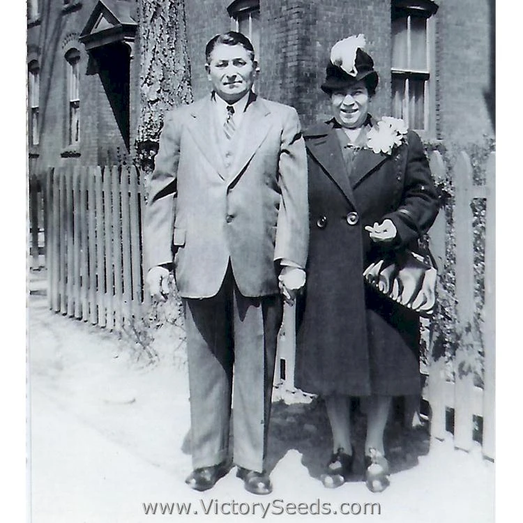 Cancelmo Family Heirloom Tomato - Image 14