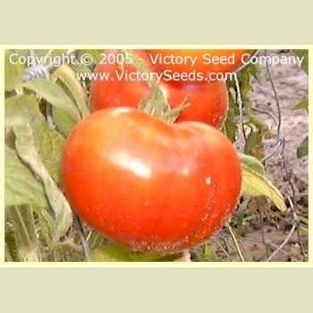 Wayahead Tomato