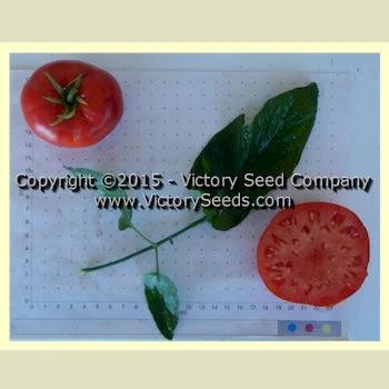 Wayahead Tomato - Image 4