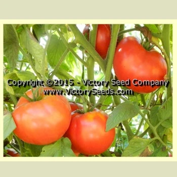 Wayahead Tomato - Image 2