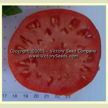 Wayahead Tomato - Image 3