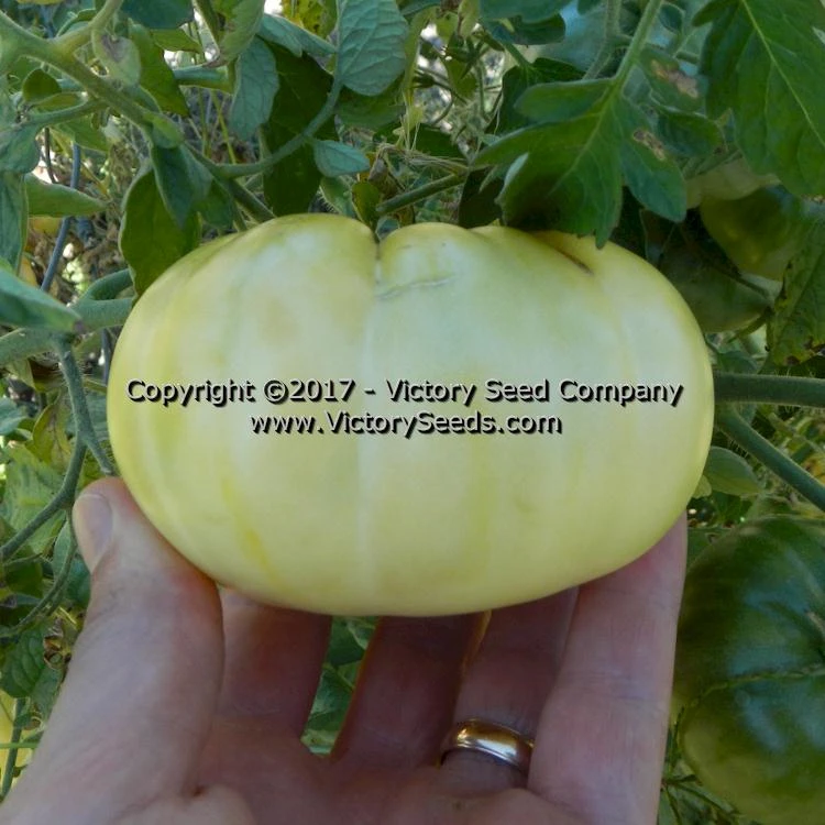 White Tomesol Tomato