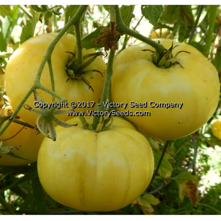 White Tomesol Tomato - Image 5