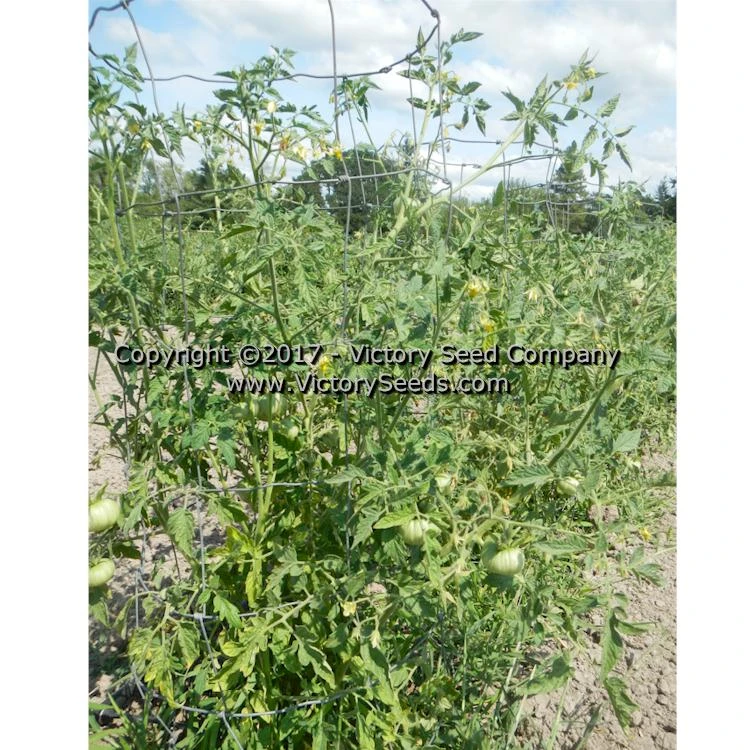 White Tomesol Tomato - Image 3