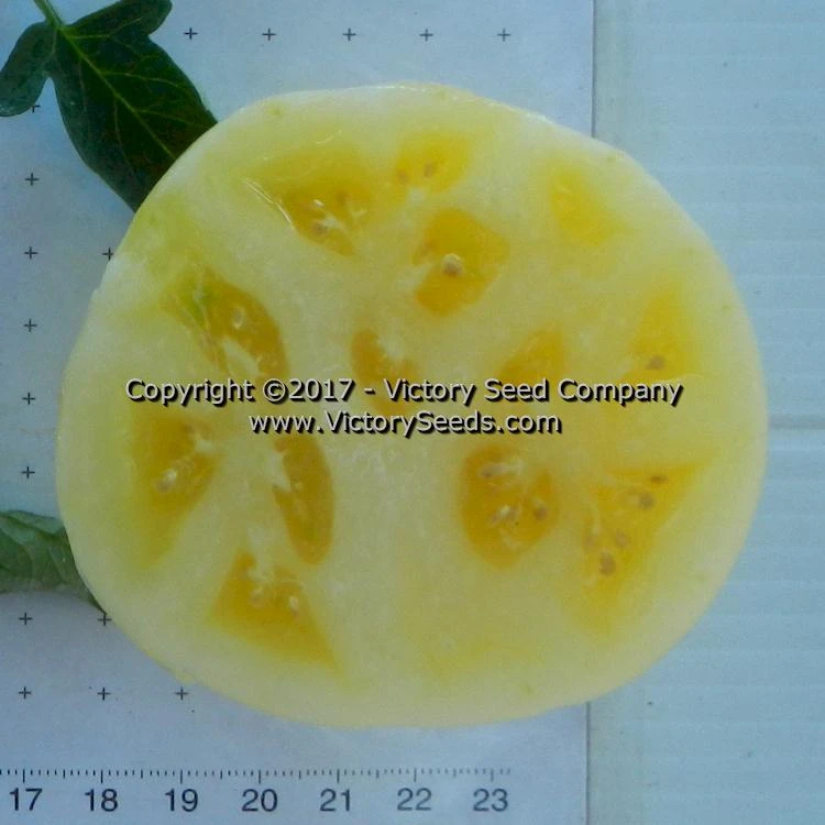 White Tomesol Tomato - Image 2