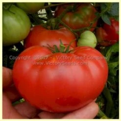Willa's Cariboo Rose Tomato