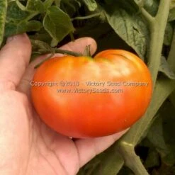 Wilpena Tomato