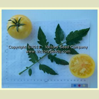 Yellow Lemon Tomato - Image 4