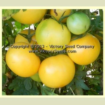 Yellow Lemon Tomato