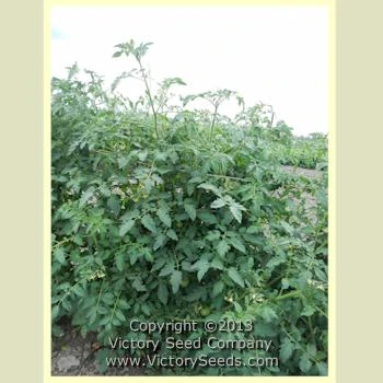 Yellow Lemon Tomato - Image 5