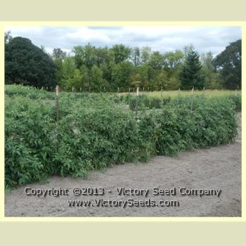 Yellow Lemon Tomato - Image 3