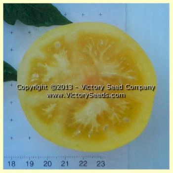 Yellow Lemon Tomato - Image 2
