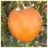 Livingston's Yellow Oxheart Tomato