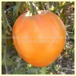 Livingston's Yellow Oxheart Tomato