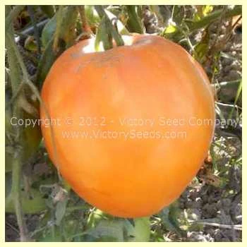 Livingston's Yellow Oxheart Tomato