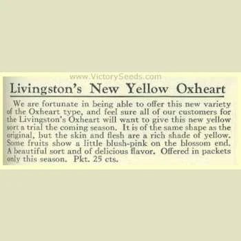 Livingston's Yellow Oxheart Tomato - Image 5