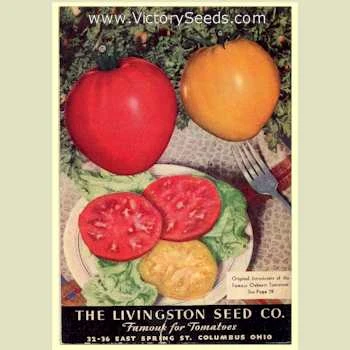 Livingston's Yellow Oxheart Tomato - Image 6