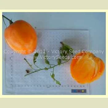 Livingston's Yellow Oxheart Tomato - Image 3