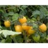 Yellow Plum Tomato