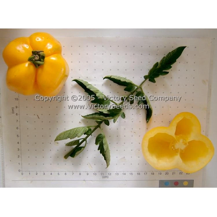 Yellow Stuffer (aka Golden Stuffer) Tomato - Image 5