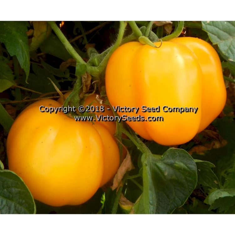 Yellow Stuffer (aka Golden Stuffer) Tomato - Image 3