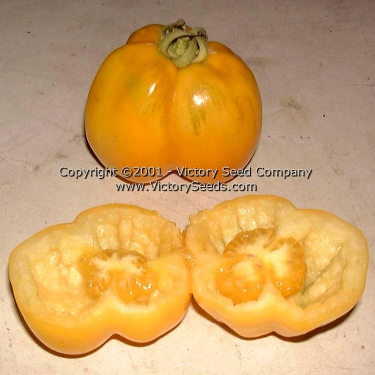 Yellow Stuffer (aka Golden Stuffer) Tomato - Image 6