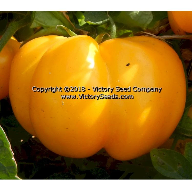 Yellow Stuffer (aka Golden Stuffer) Tomato - Image 8