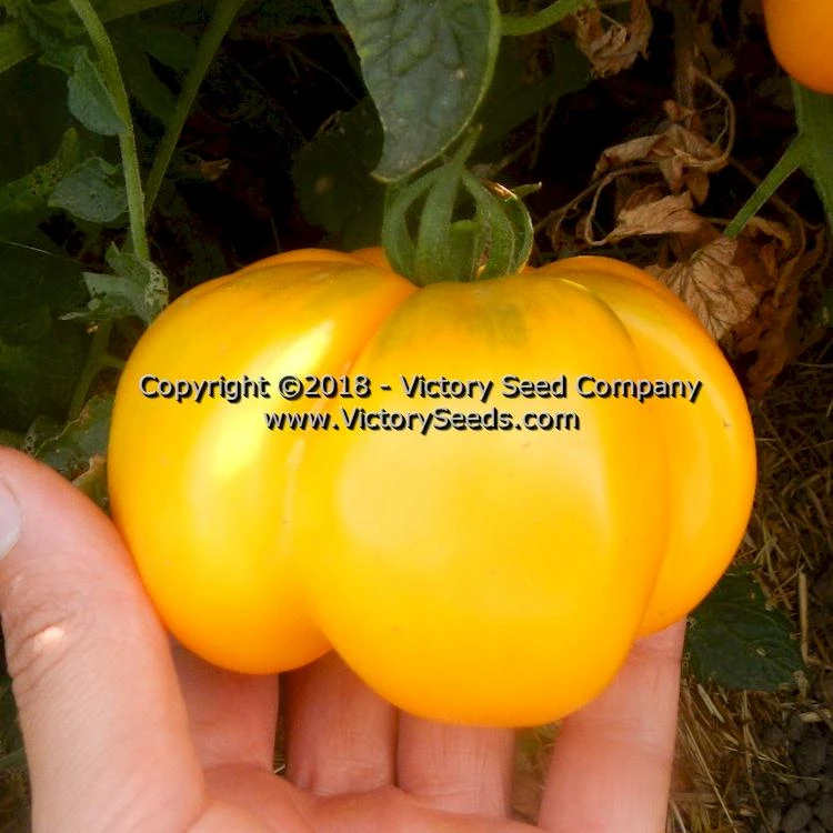 Yellow Stuffer (aka Golden Stuffer) Tomato - Image 9