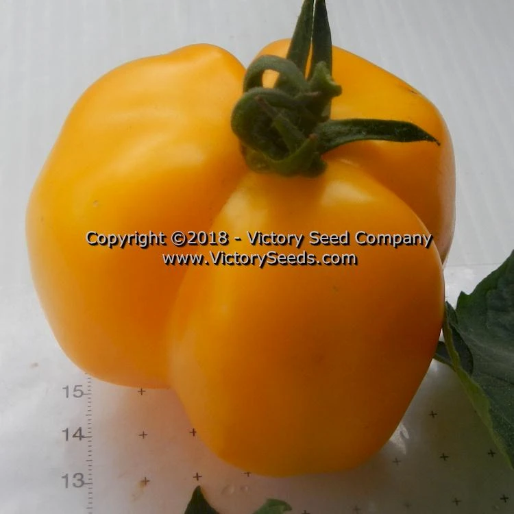 Yellow Stuffer (aka Golden Stuffer) Tomato - Image 10